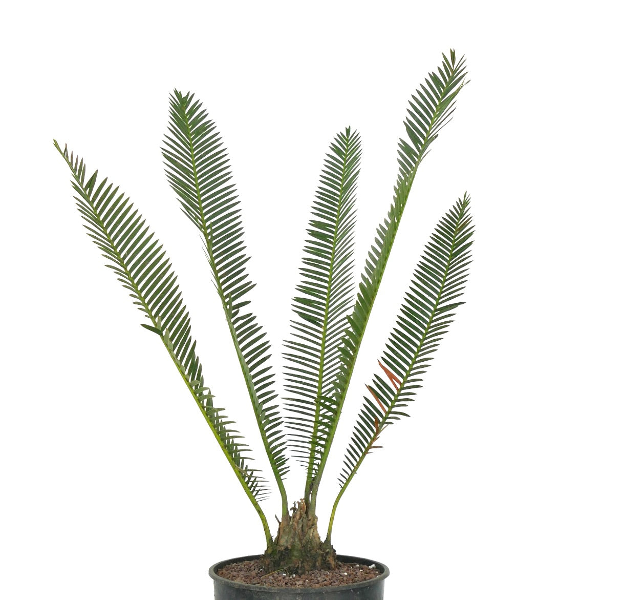 ディオーン・エドゥレ | Botanical Archive | 永遠のエレガンスを発見する