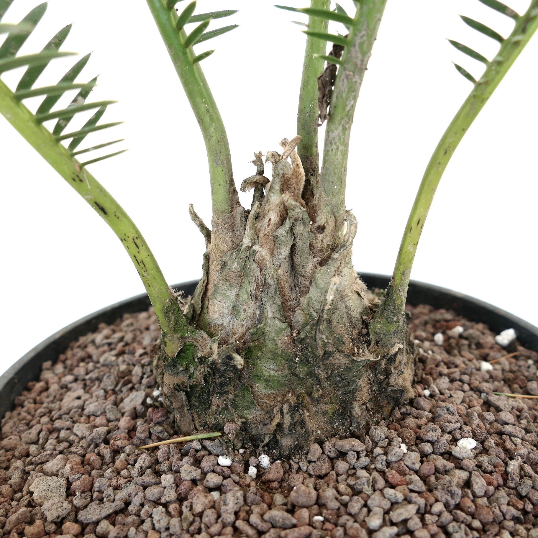 ディオーン・エドゥレ | Botanical Archive | 永遠のエレガンスを発見する