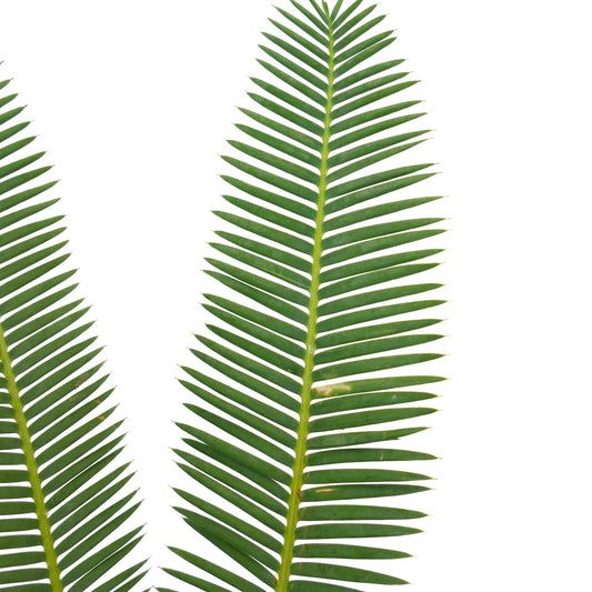 Dioon edule rare green pinnate leaves with sharp tips and smooth texture