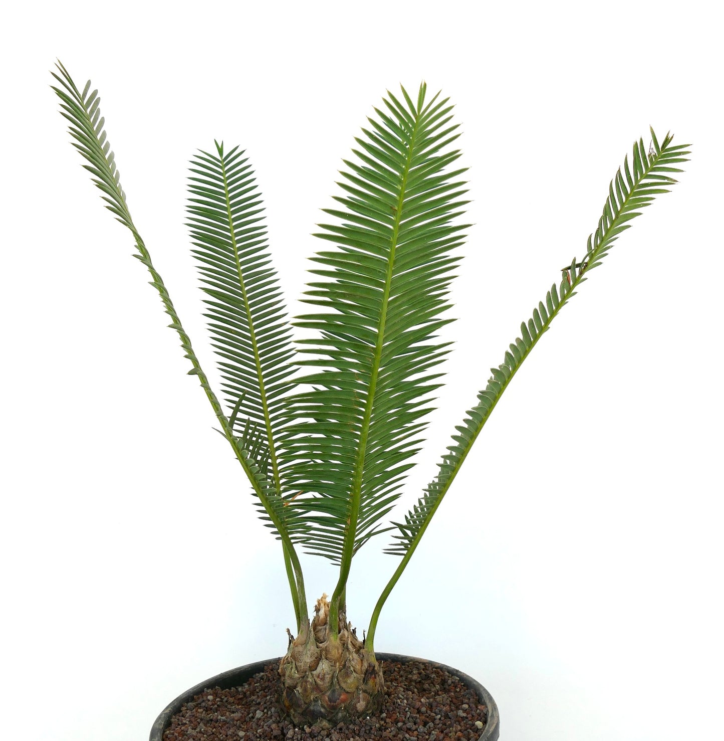 Dioon edule rare caudex with long green pinnate leaves succulent plant