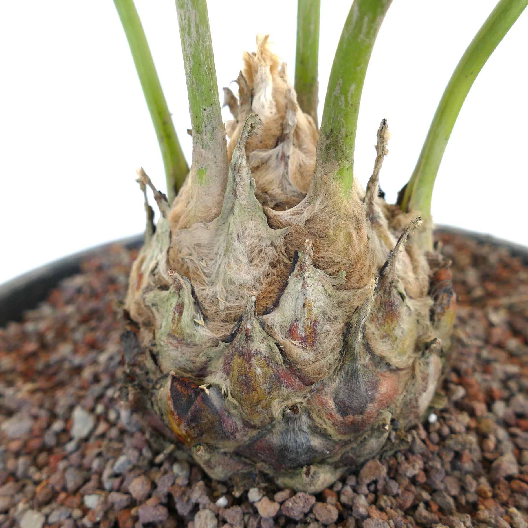 Dioon edule caudex with thick textured base and green emerging stems in rocky soil