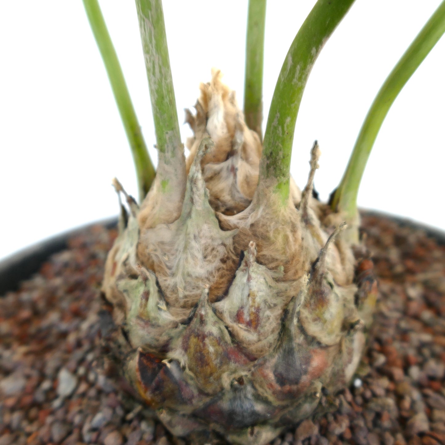 Dioon edule caudex with thick green stems and textured brown tubercles in gravel soil