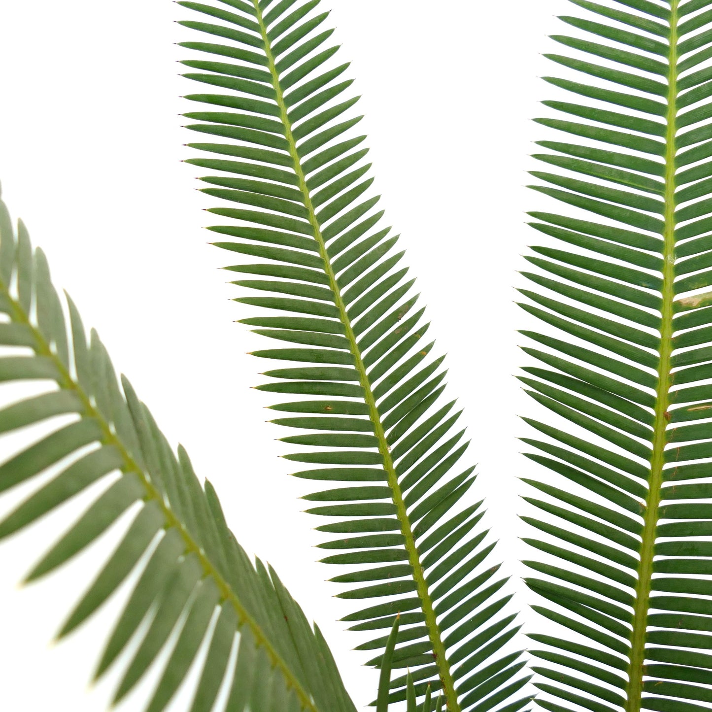 Dioon edule slender green pinnate leaves with sharp tips and smooth texture