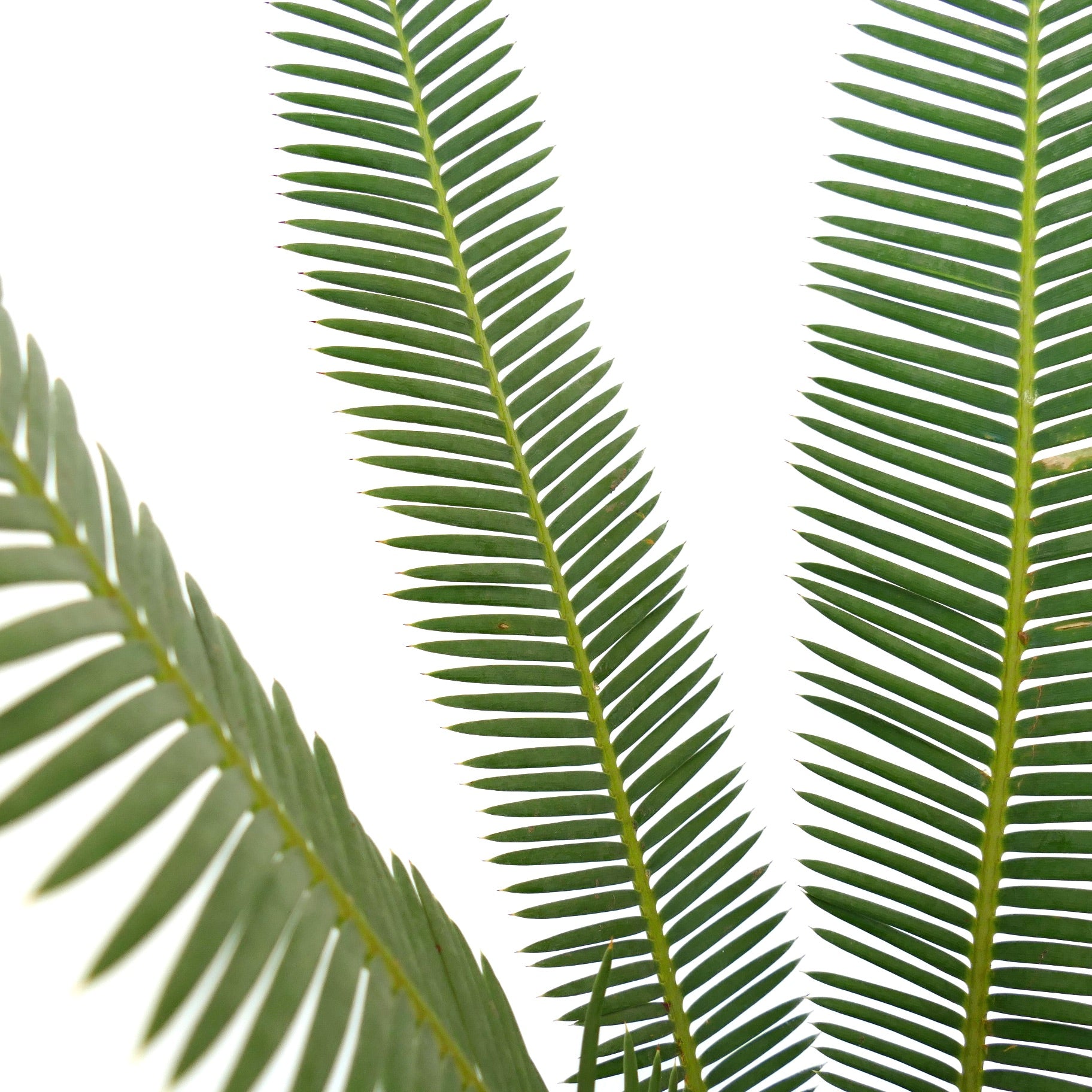 Dioon edule slender green pinnate leaves with sharp tips and smooth texture