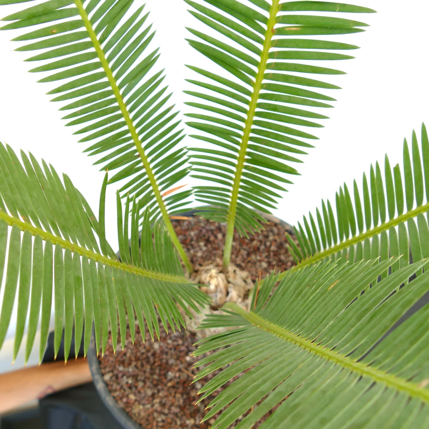 Dioon edule succulent caudex plant with long green pinnate leaves in pot