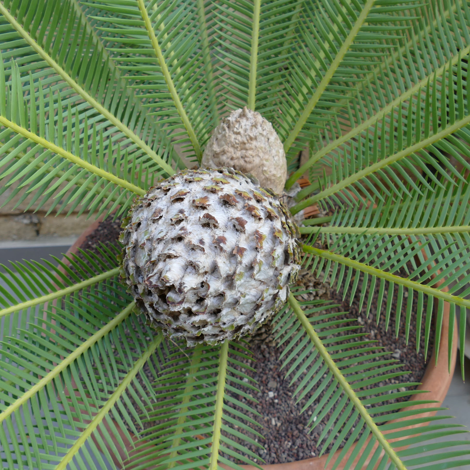 Dioon edule green cycads with textured central cone and radiating pinnate leaves in pot