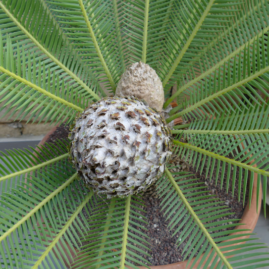 Dioon edule green cycads with textured central cone and radiating pinnate leaves in pot