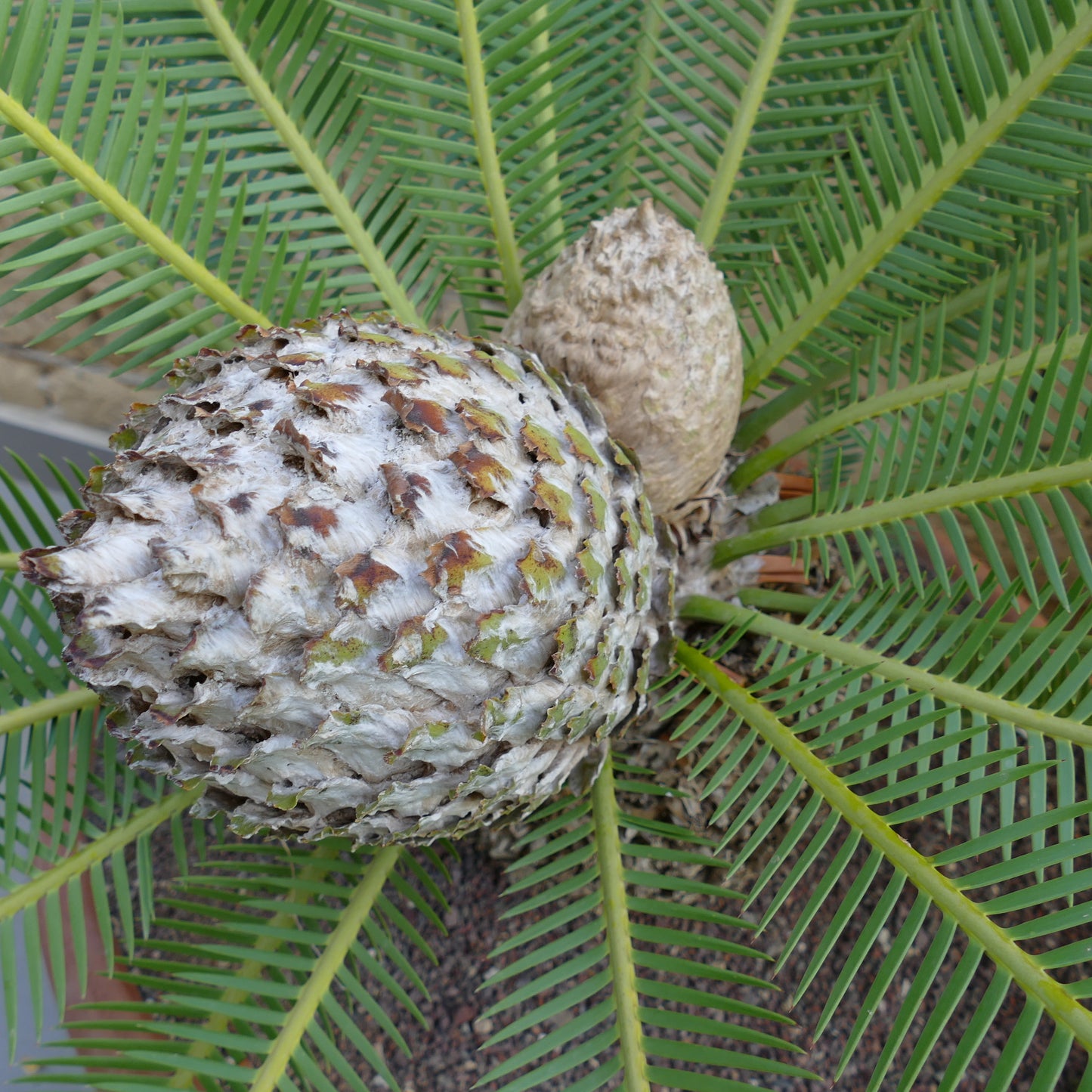 Dioon edule mature female cone with green pinnate leaves and new pup cones