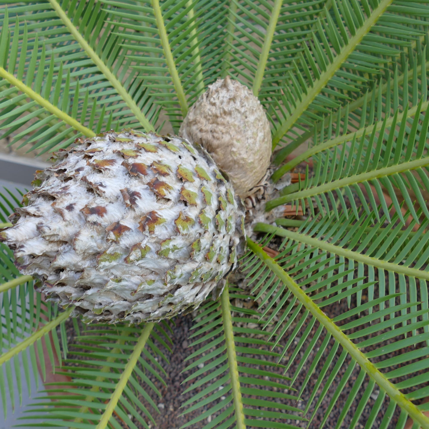 Dioon edule large female cone with green pinnate leaves and smaller pup cones