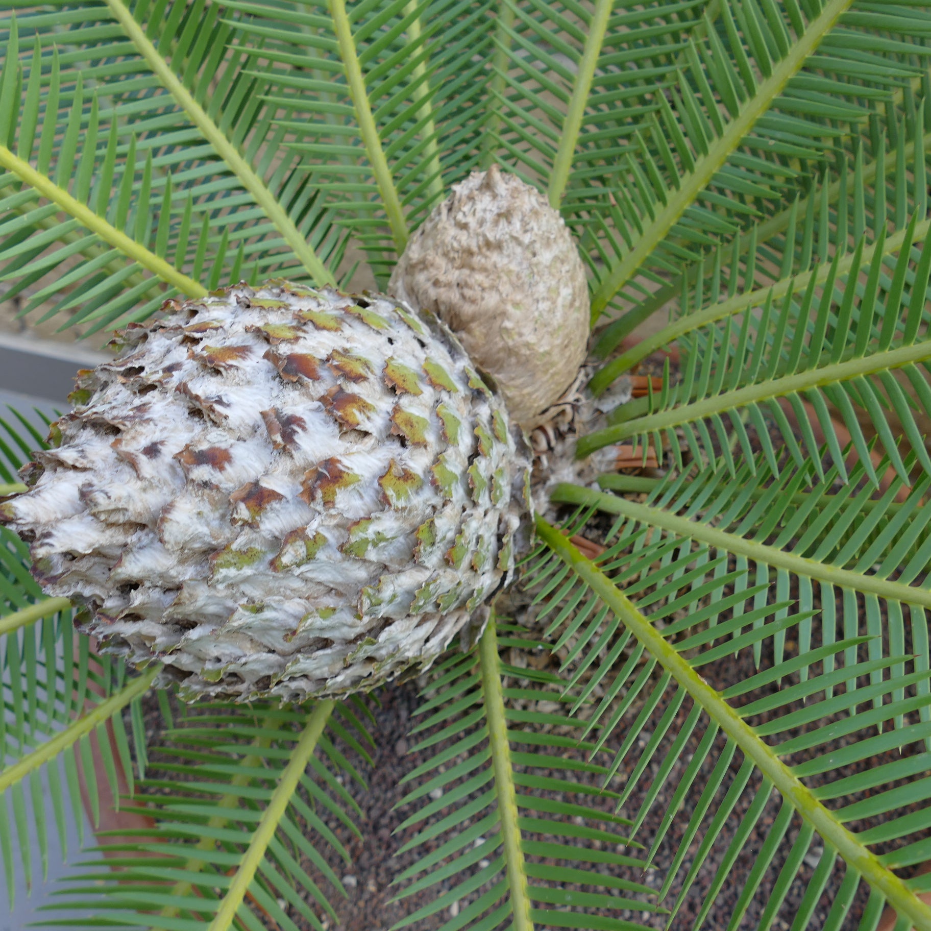 Dioon edule large female cone with green pinnate leaves and smaller pup cones
