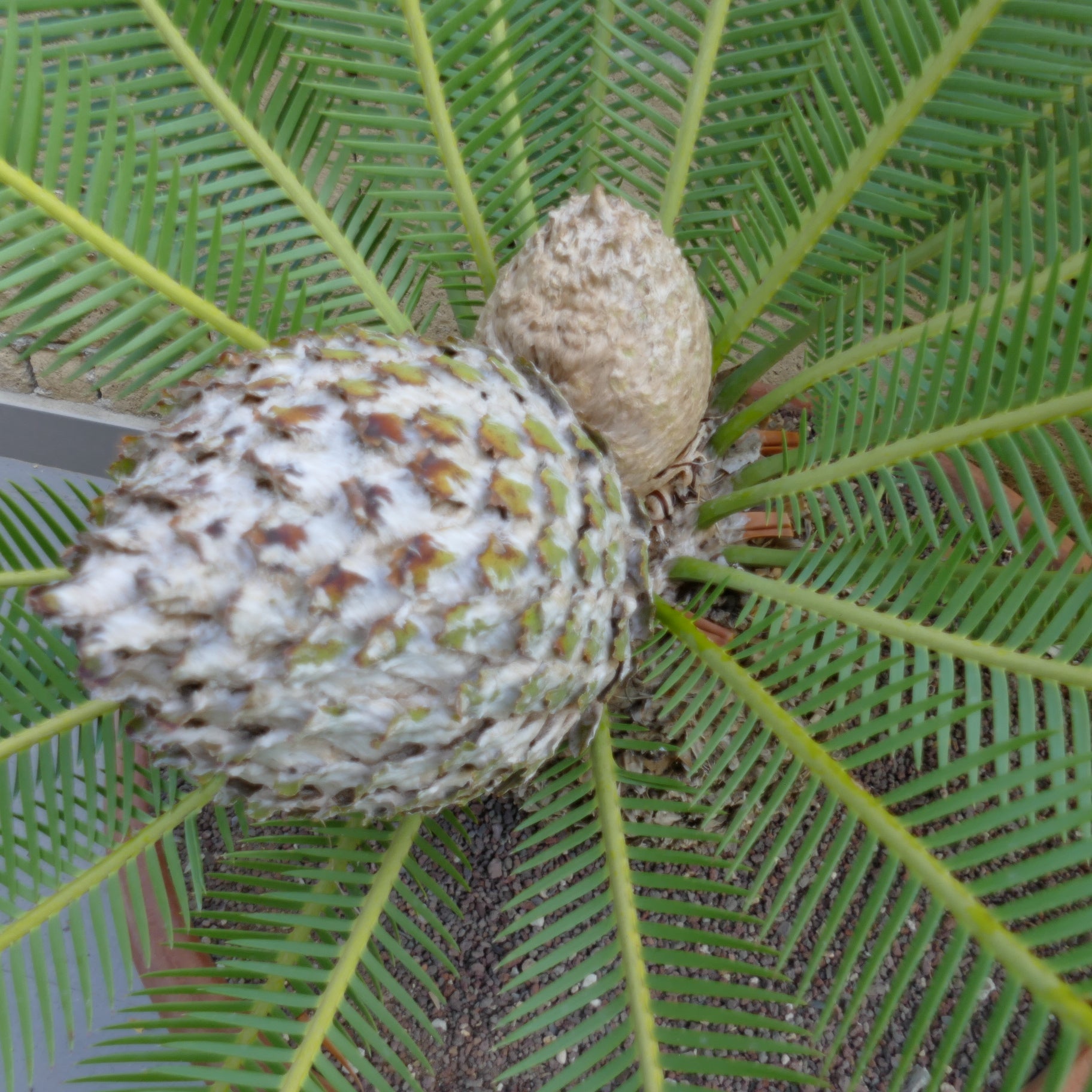 Dioon edule female cone with green pinnate leaves and textured seed cone cluster