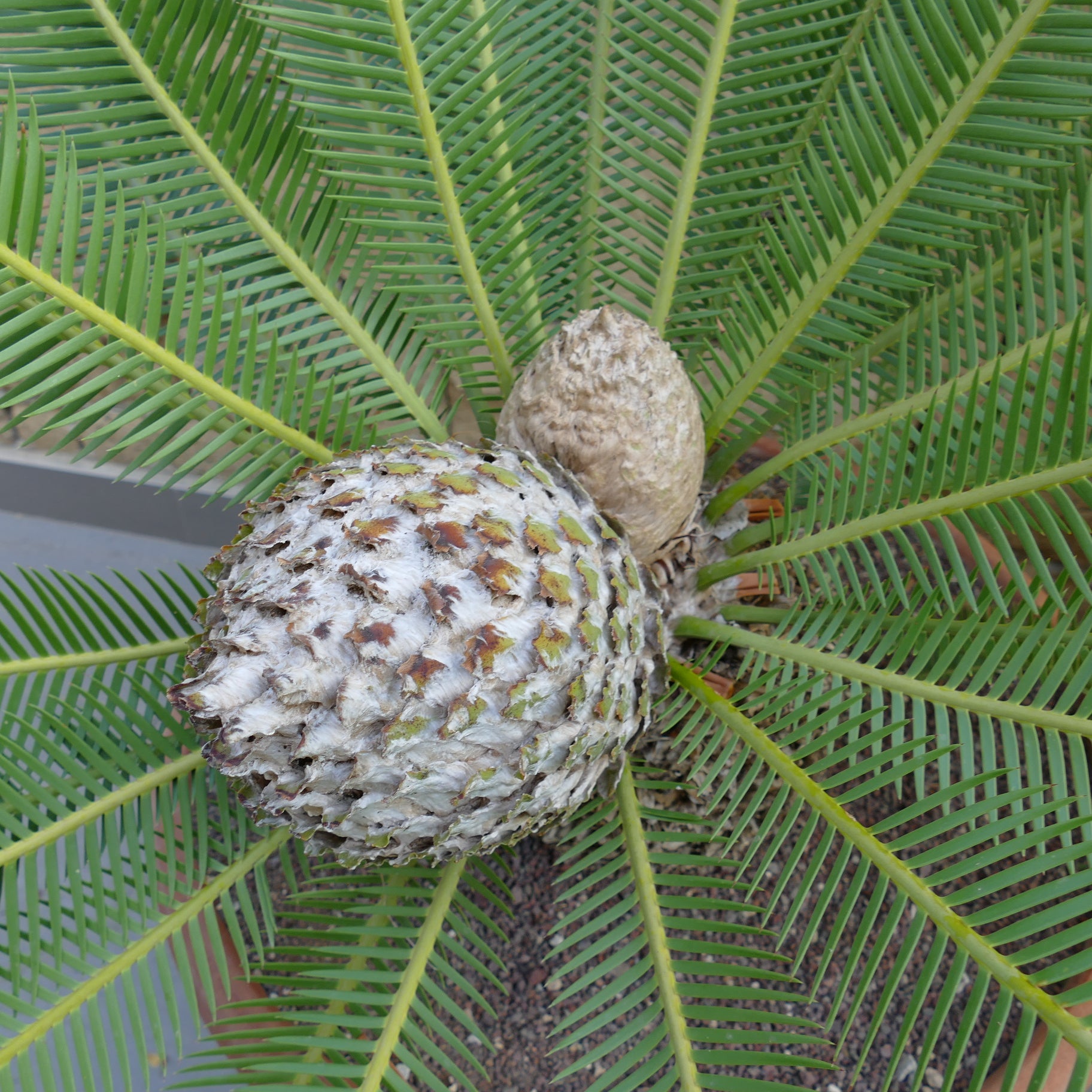 Dioon edule female plant with large textured cone and radiating green fronds