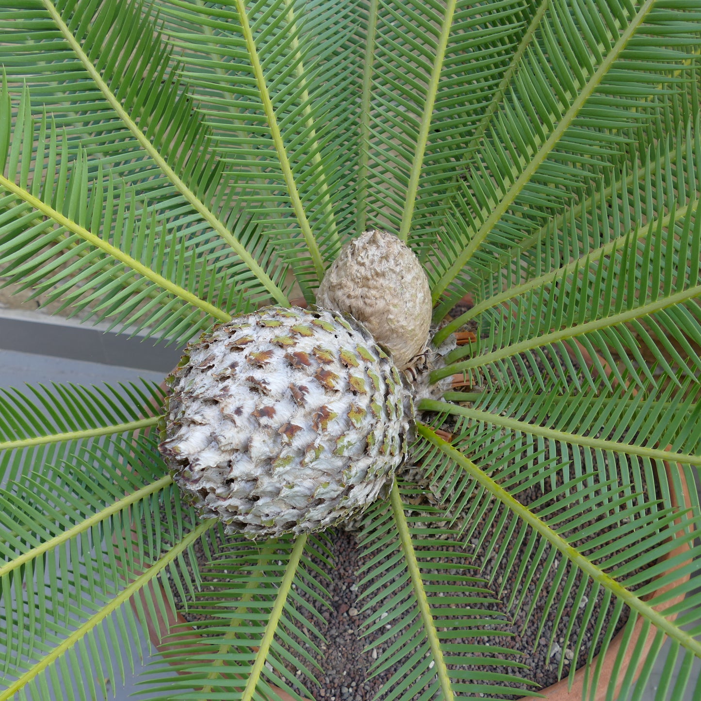 Dioon edule large female cone with lush green pinnate leaves and new pups growing