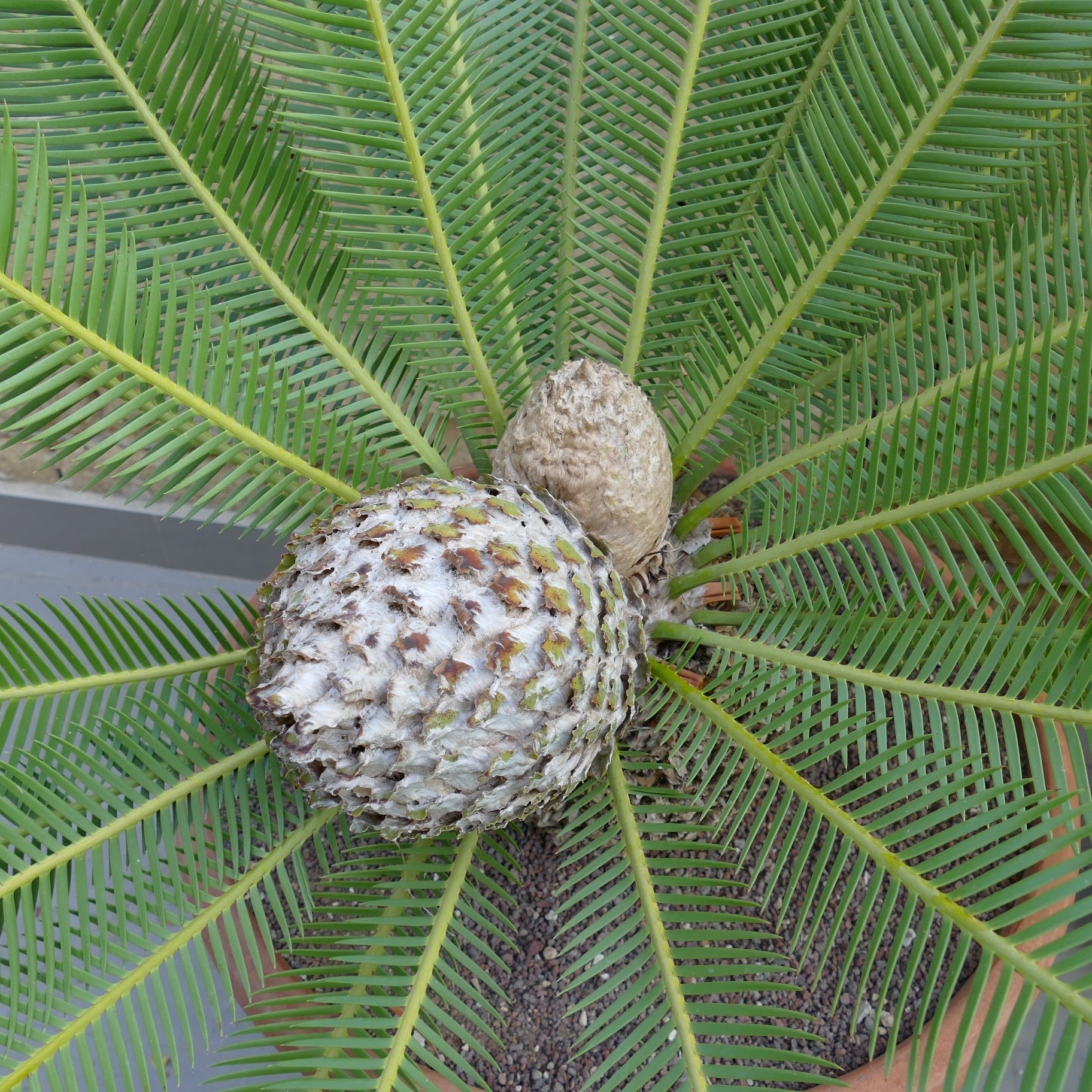 Dioon edule large female cone with lush green pinnate leaves and new pups growing