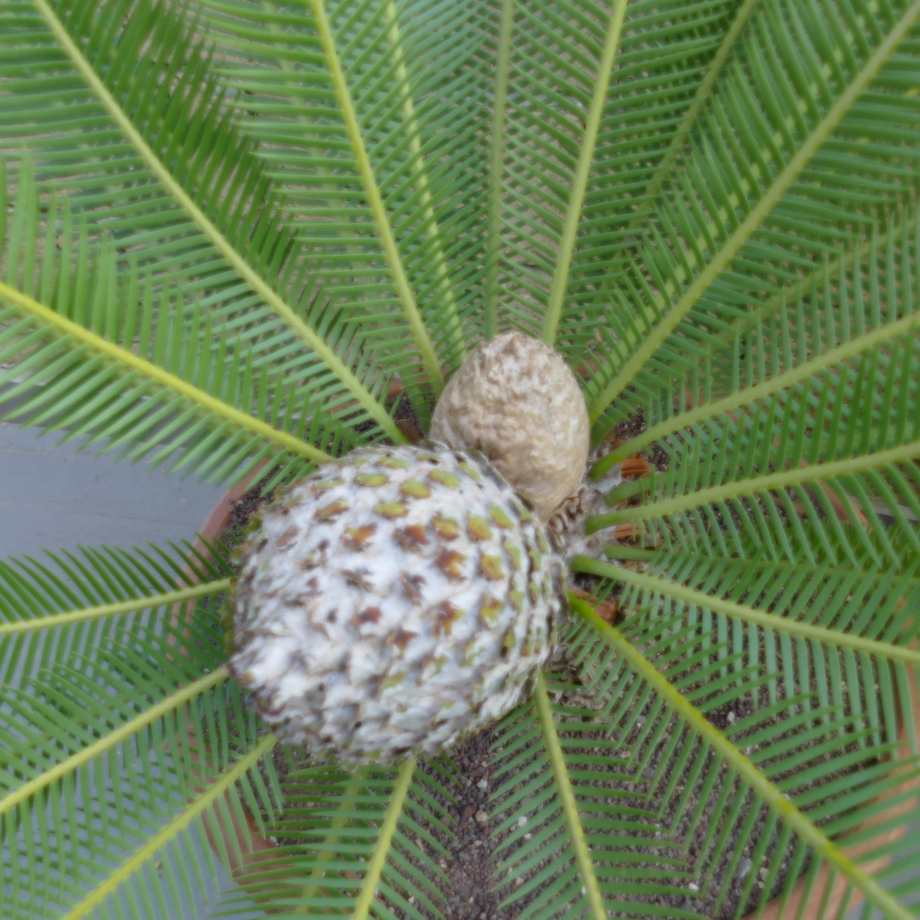Dioon edule palm with bright green pinnate leaves and developing female cones in pot