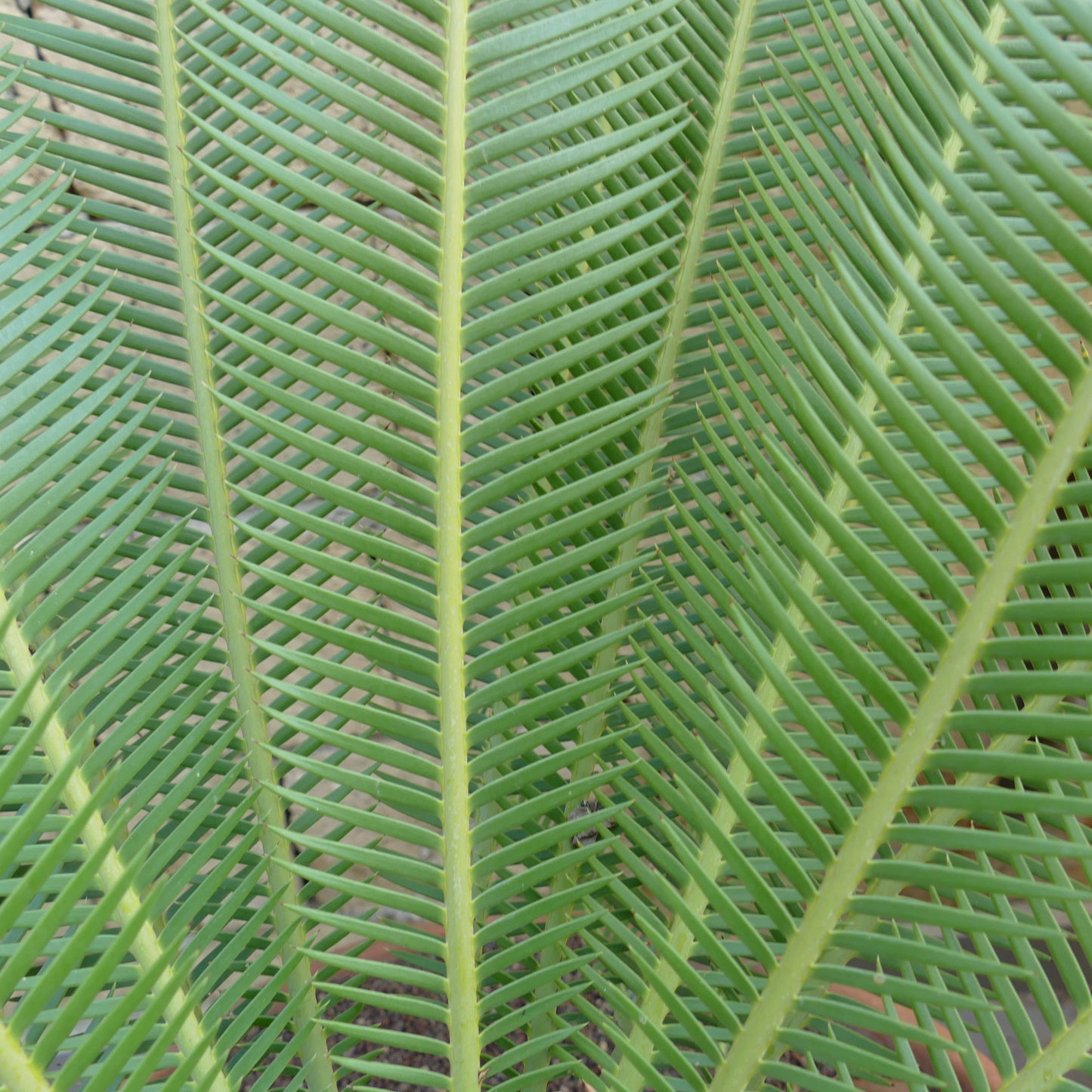 Dioon edule palm with vibrant green, symmetrical, pinnate leaves and textured stems