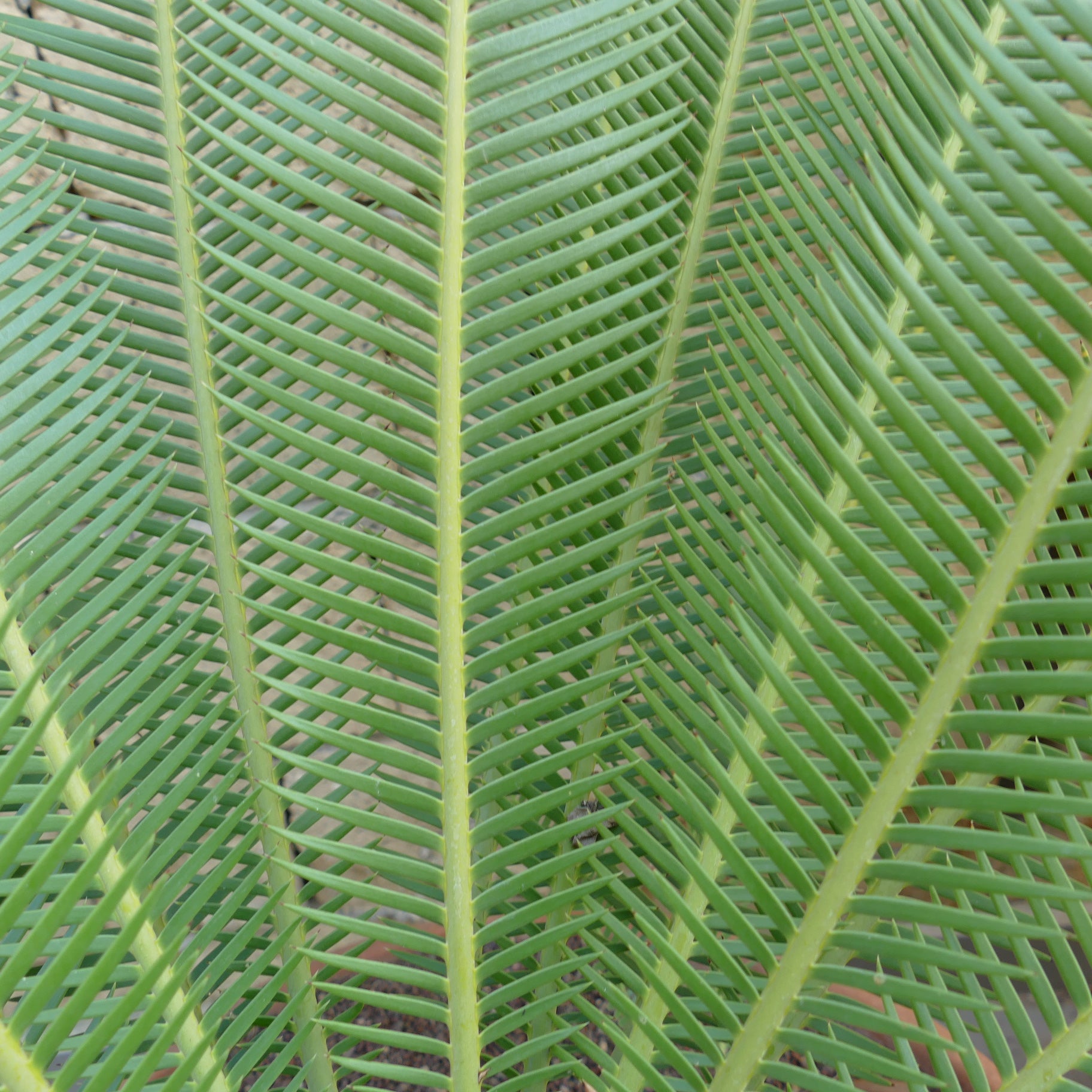Dioon edule palm with vibrant green, symmetrical, pinnate leaves and textured stems