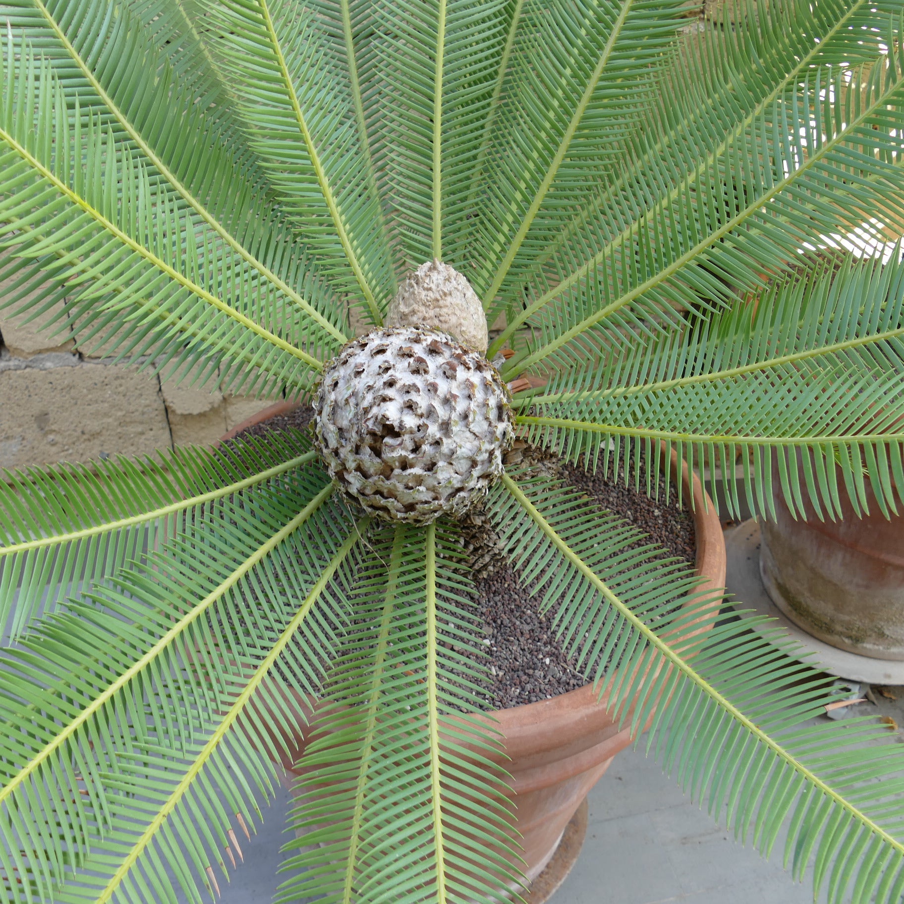 Dioon edule female plant with large green pinnate leaves and central cone in pot