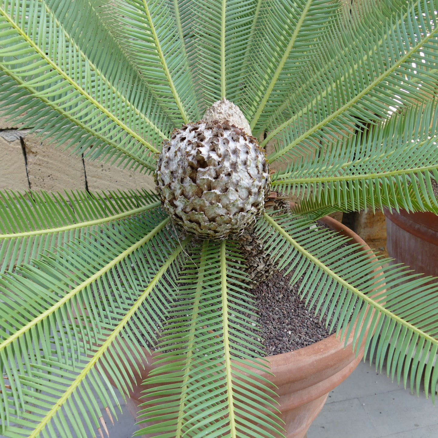 Dioon edule palm with long green pinnate leaves and textured central cone in pot