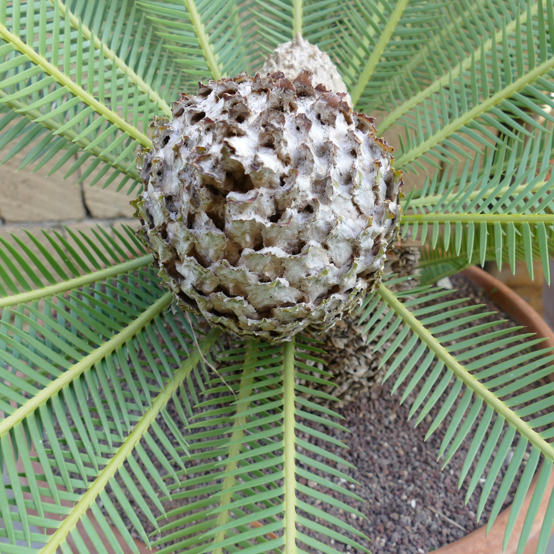 Dioon edule mature female cone with green pinnate leaves and textured trunk base