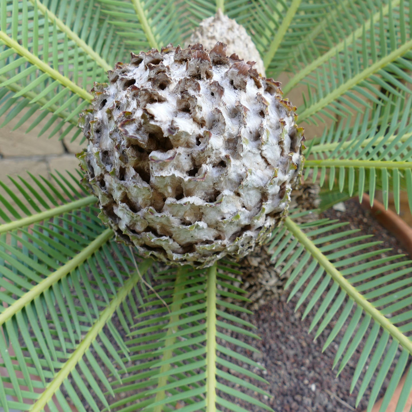 Dioon edule large textured cone with green feathery leaves cycads plant
