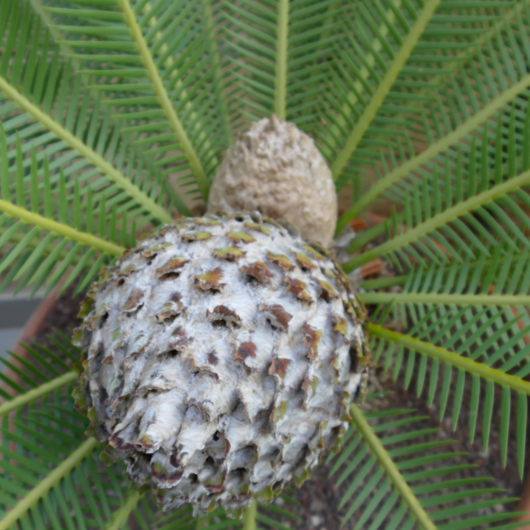 Dioon edule mature female cone with green pinnate leaves and textured trunk