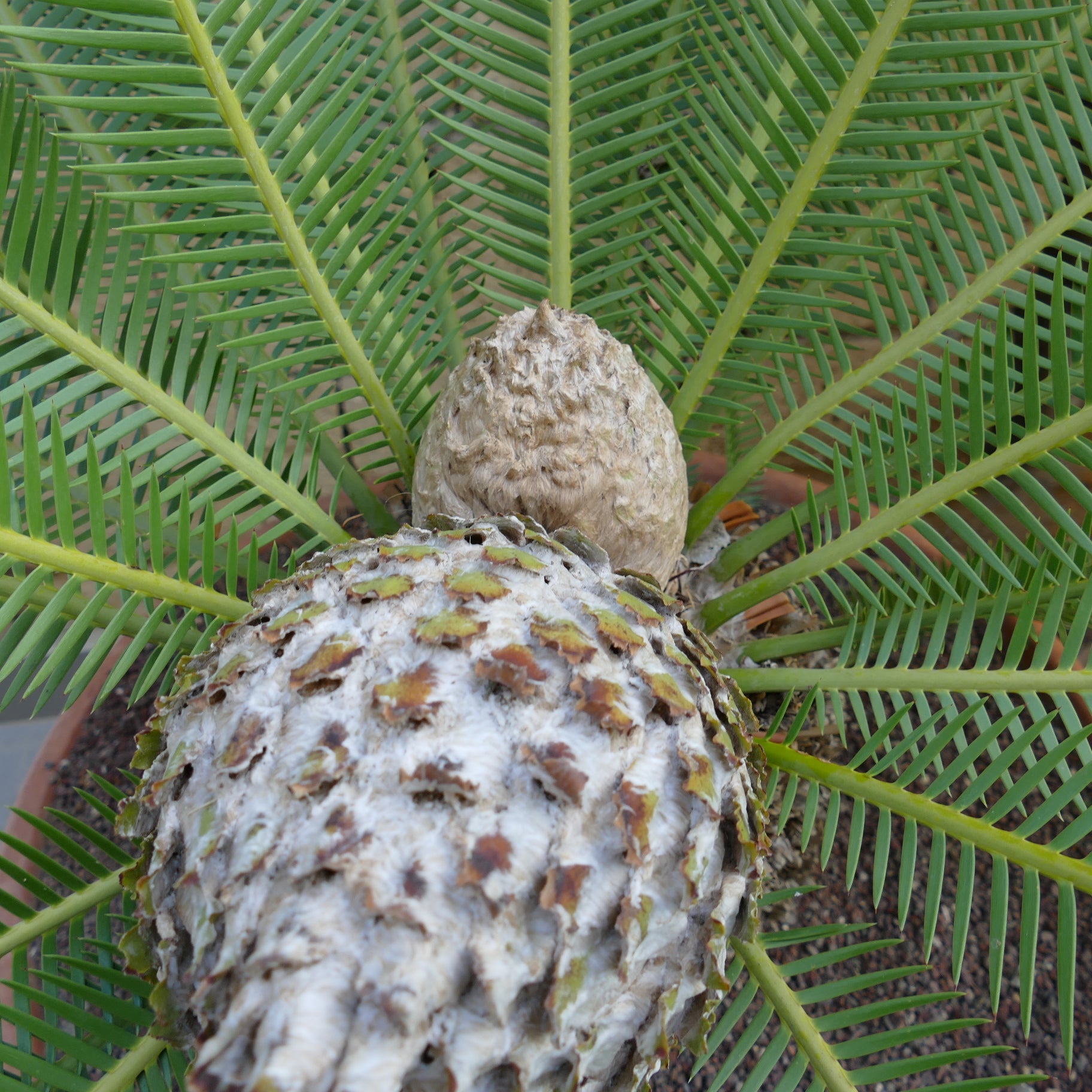 Dioon edule textured caudex with vibrant green pinnate leaves cycads plant specimen