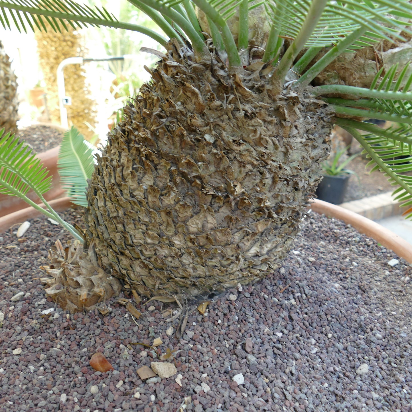 Dioon edule mature female plant with rough textured trunk and green pinnate leaves