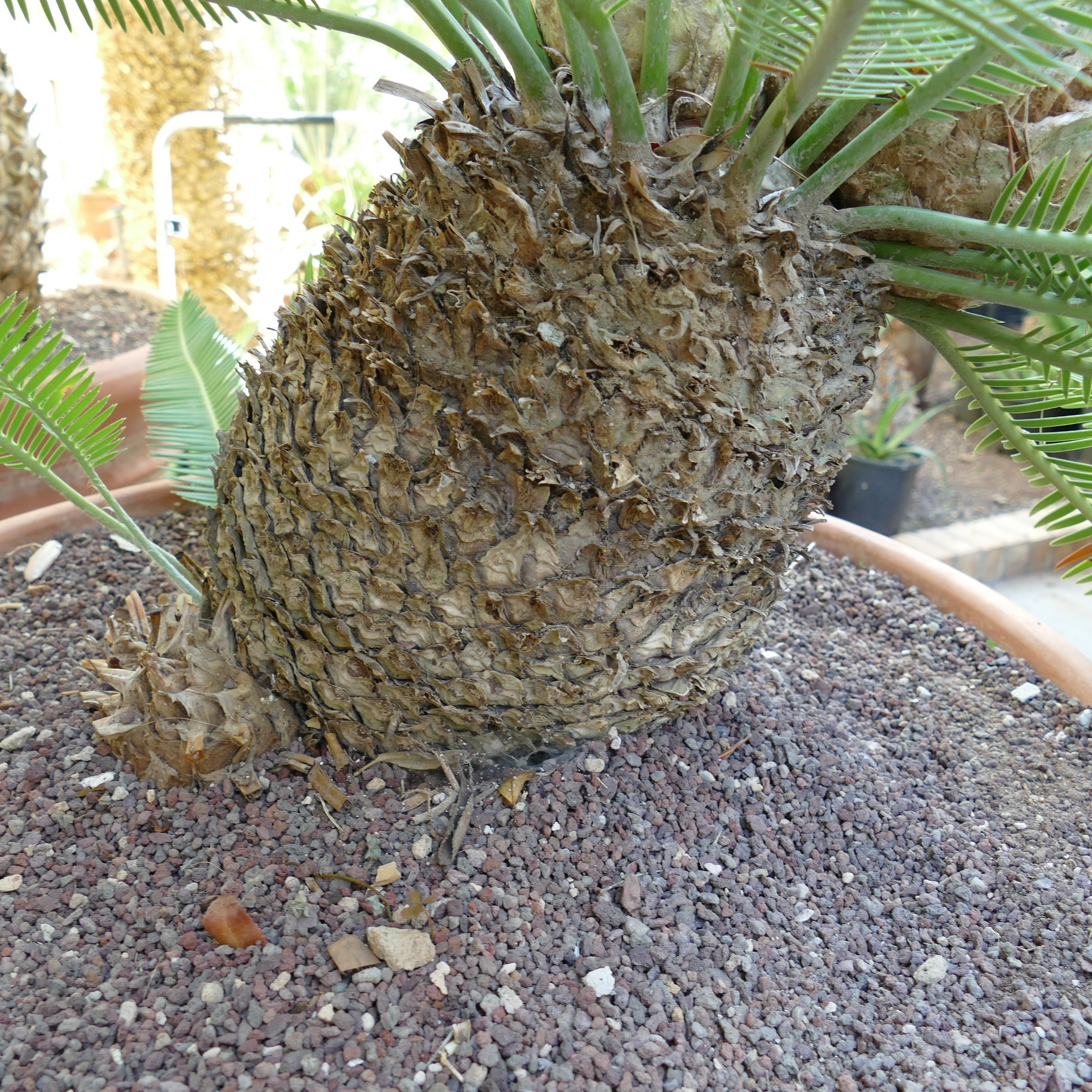 Dioon edule mature female plant with textured trunk and green pinnate leaves in pot