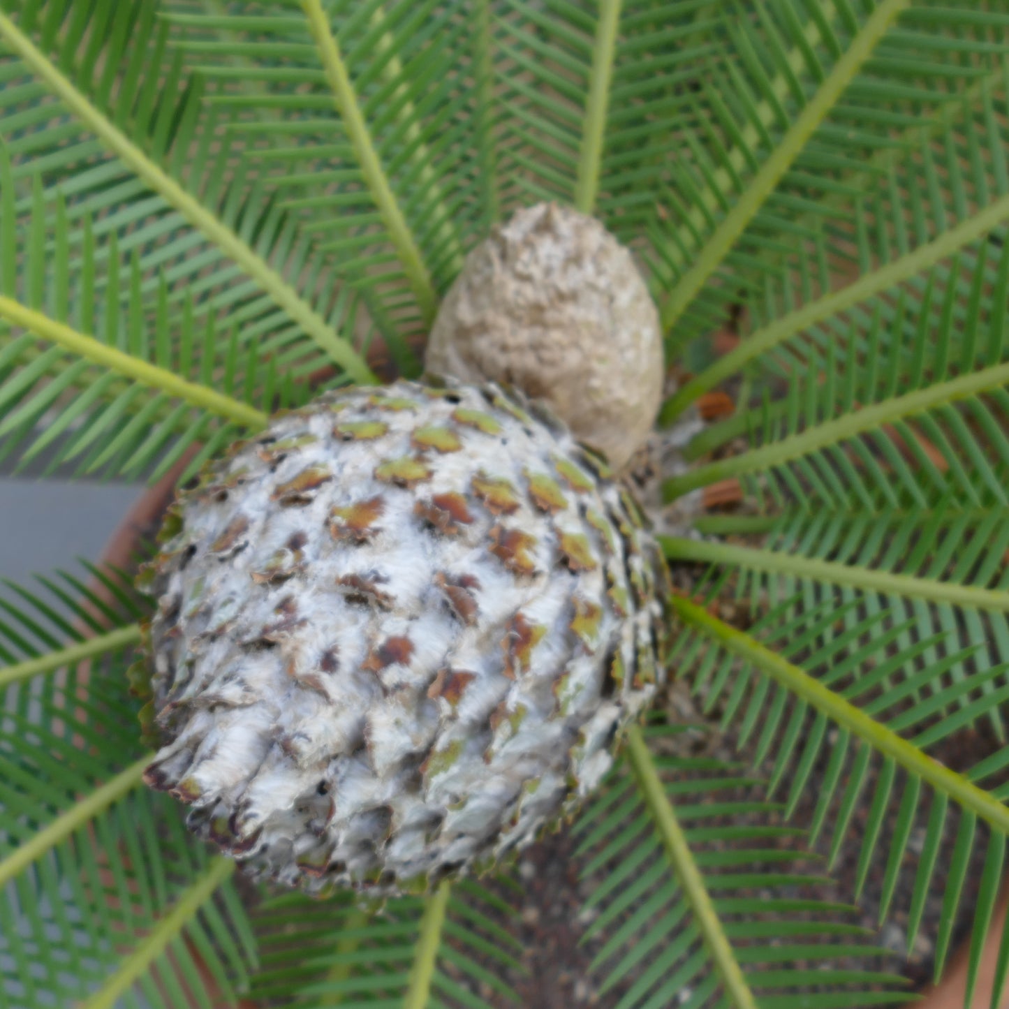 Dioon edule mature female cone with green pinnate leaves and textured trunk base
