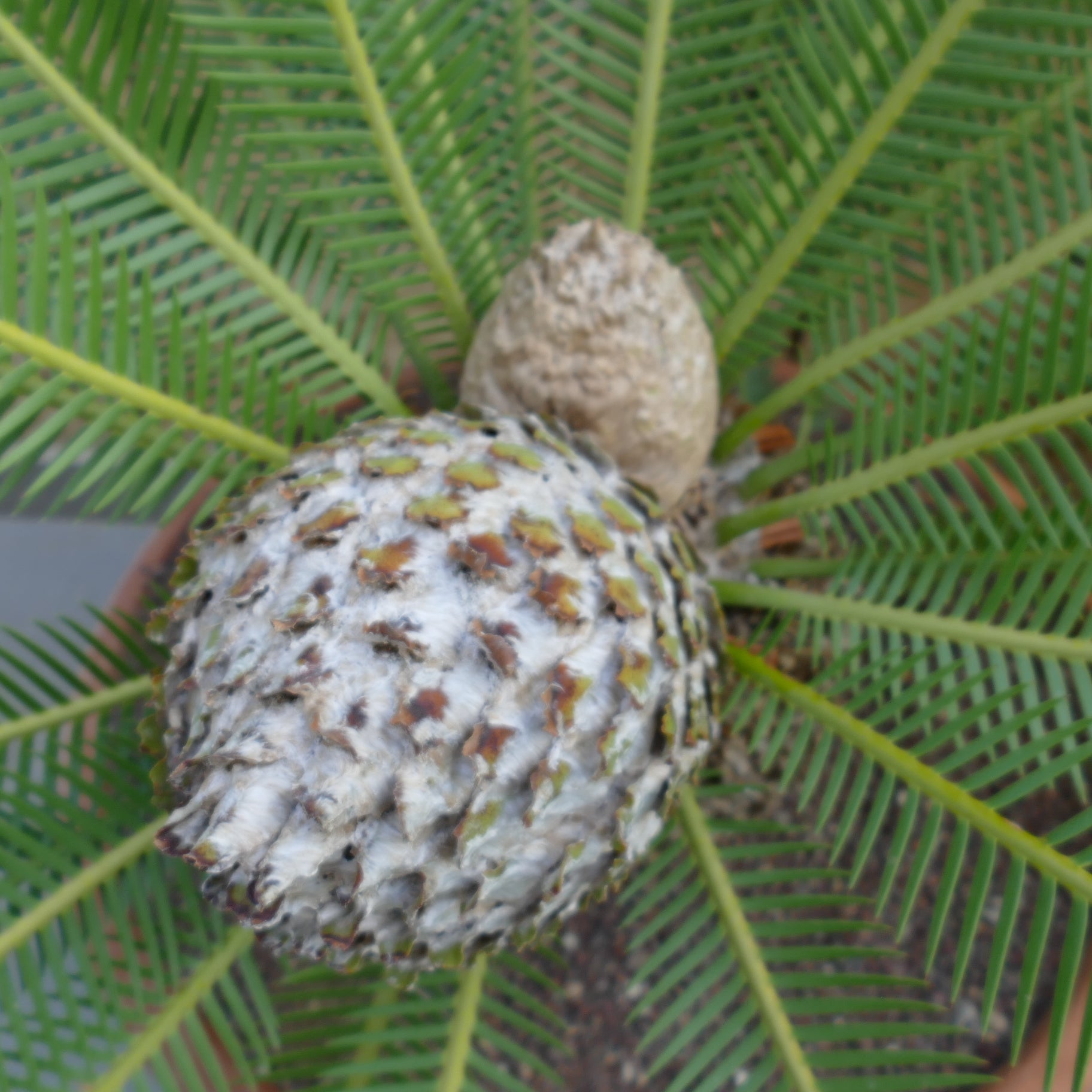 Dioon edule mature female cone with green pinnate leaves and textured trunk base