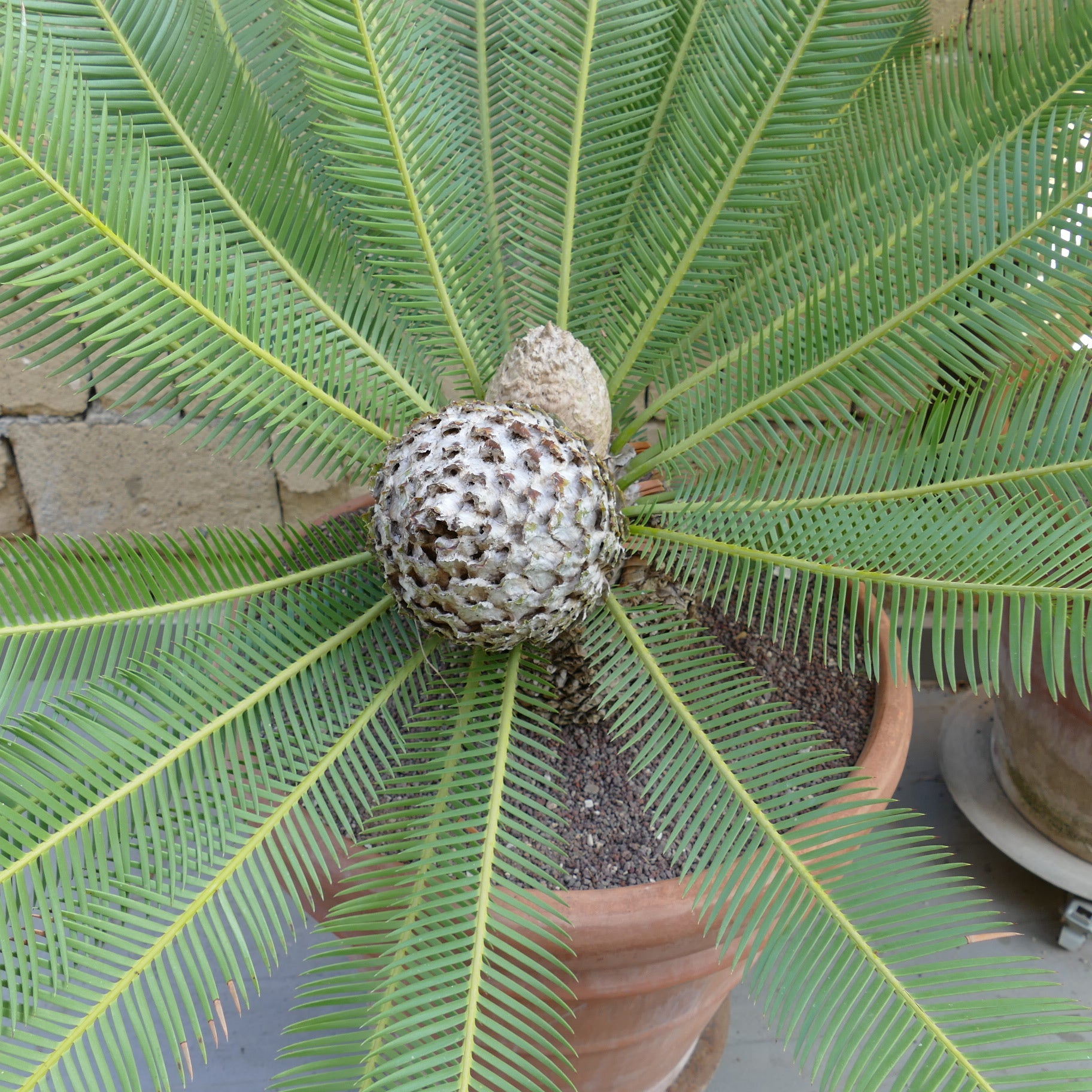 Dioon edule cycads with feathery green leaves and textured central cone in pot