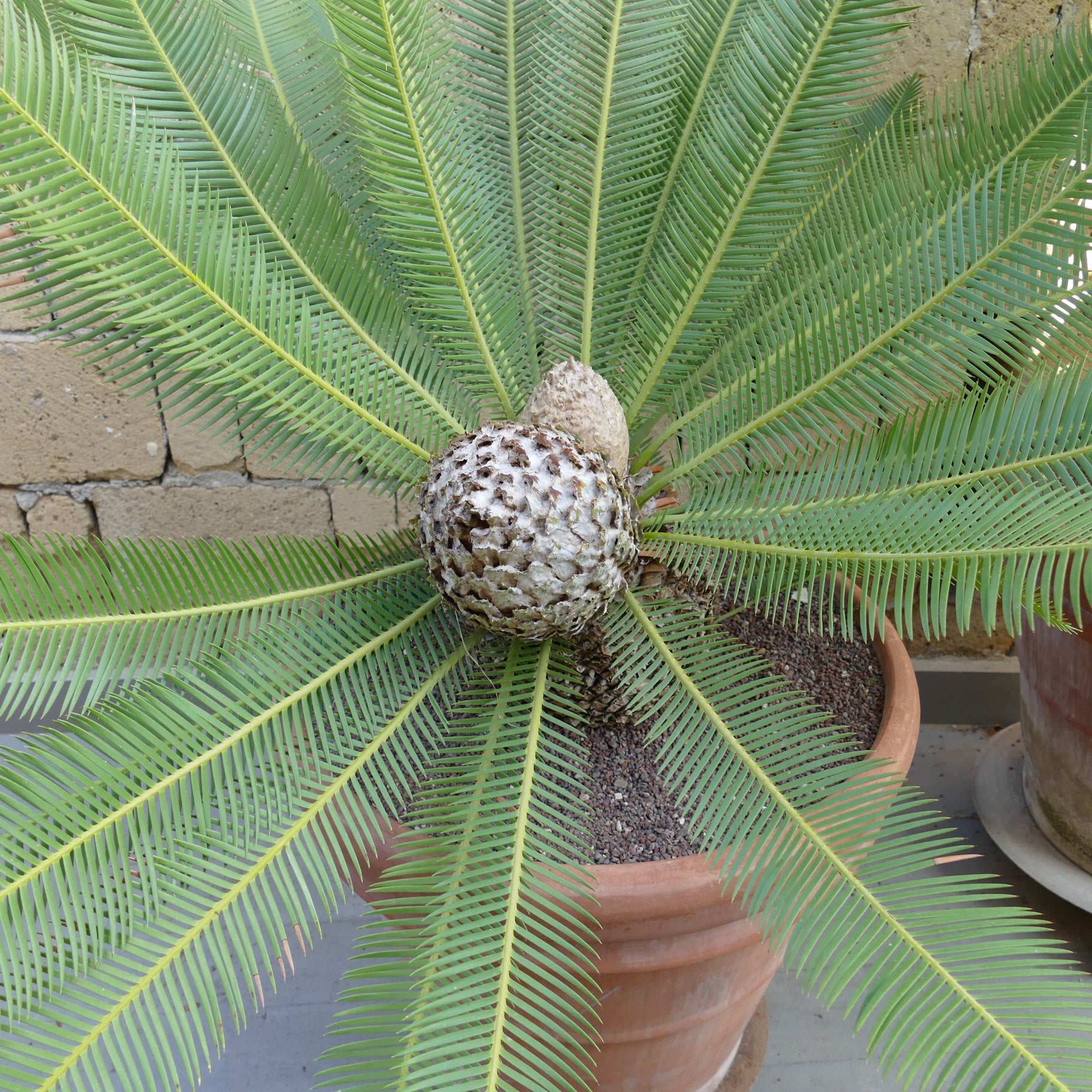 Dioon edule palm with long green pinnate leaves and textured central cone in terracotta pot