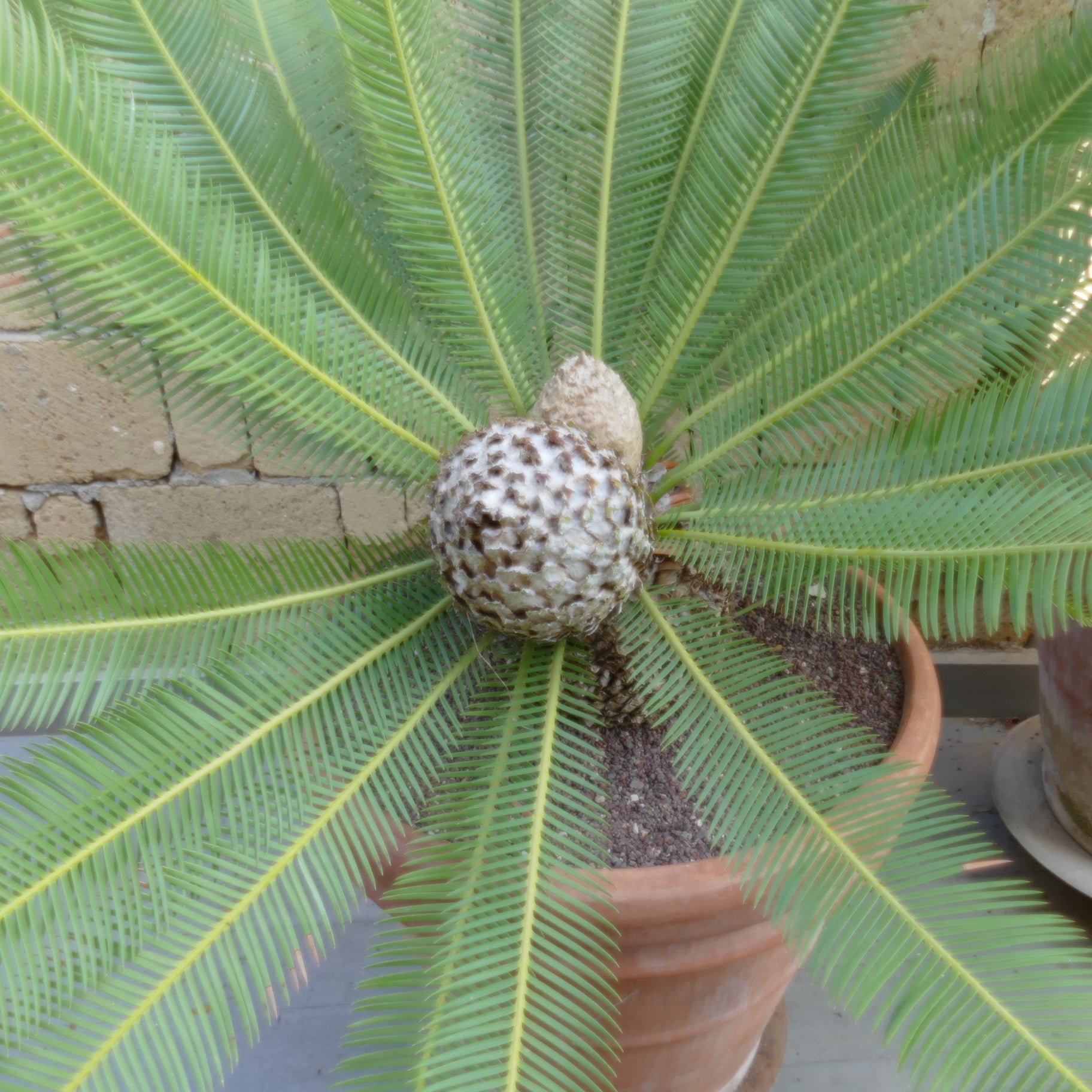 Dioon edule palm with long green fronds and textured central cone in terracotta pot