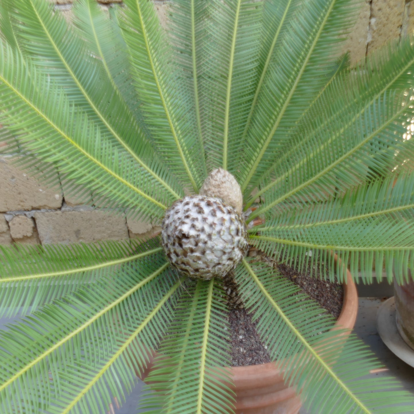 Dioon edule palm with long green pinnate leaves and textured central cone in pot