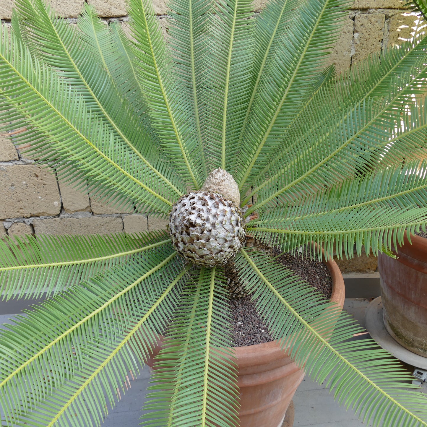 Dioon edule large female cycad with green pinnate leaves and cone in terracotta pot