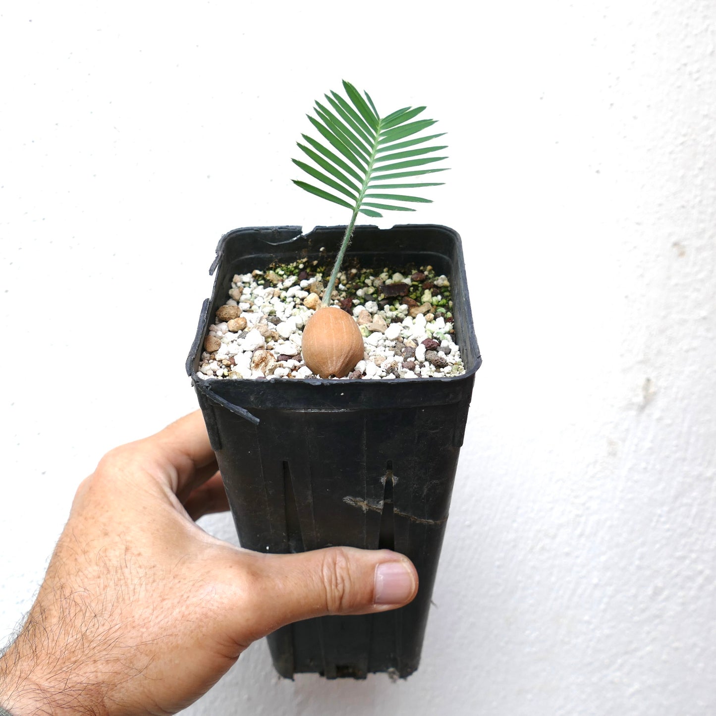 Dioon edule young seedling with single green frond and brown seed in black nursery pot
