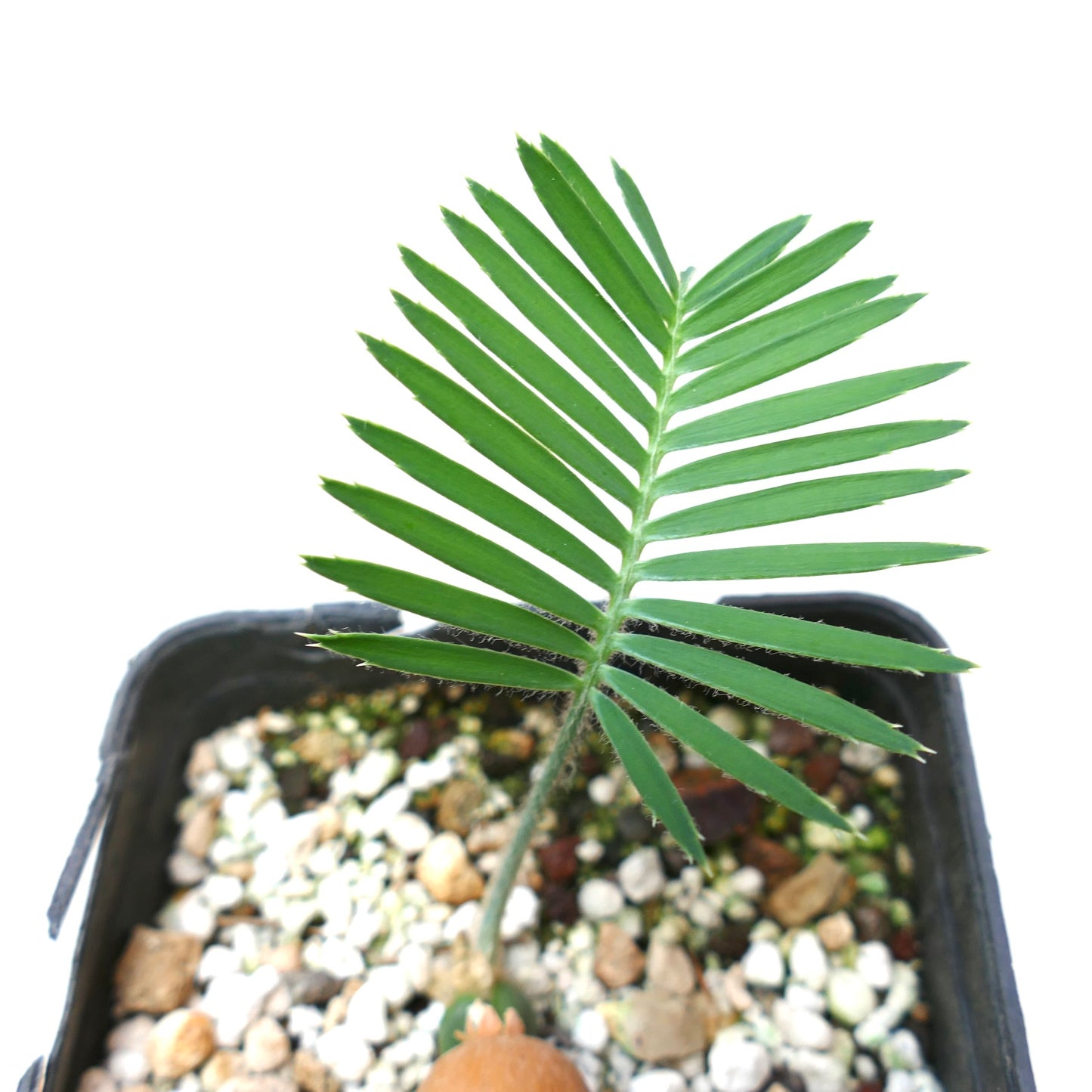 Dioon edule young palm with bright green leaflets and fuzzy stem in rocky soil