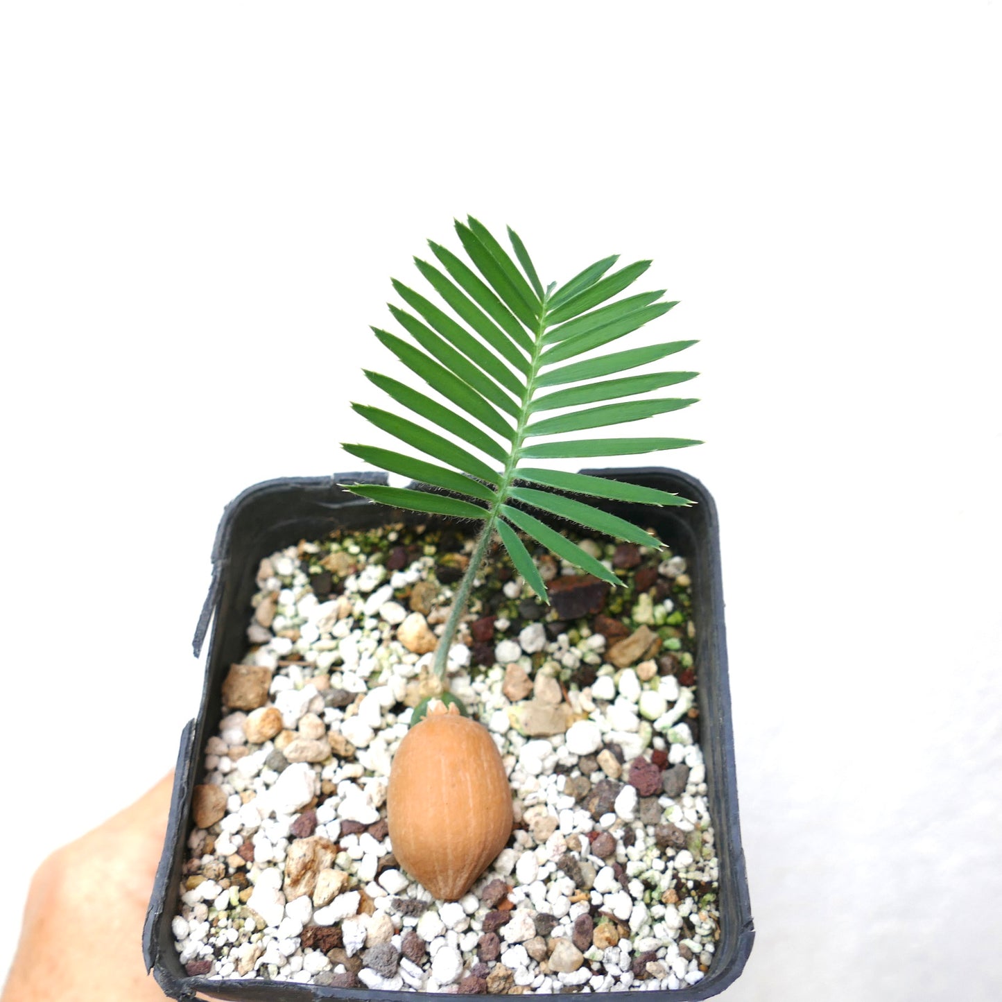Dioon edule young seedling with thick brown seed and bright green pinnate leaves in pot