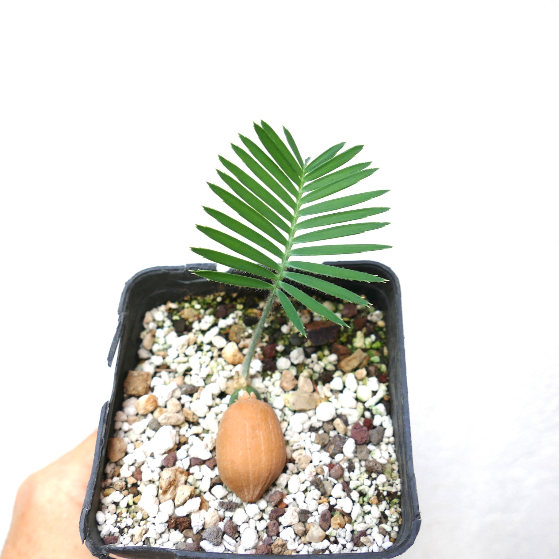 Dioon edule young seedling with thick brown seed and bright green pinnate leaves in pot