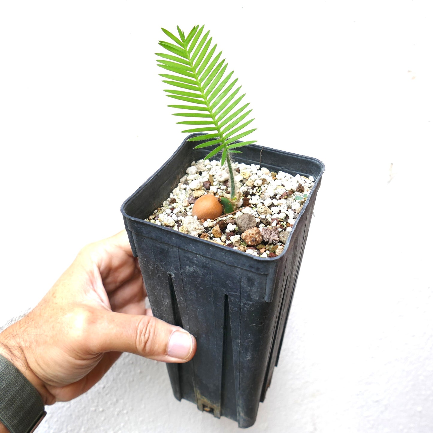 Dioon edule young seedling with bright green pinnate leaves in black nursery pot