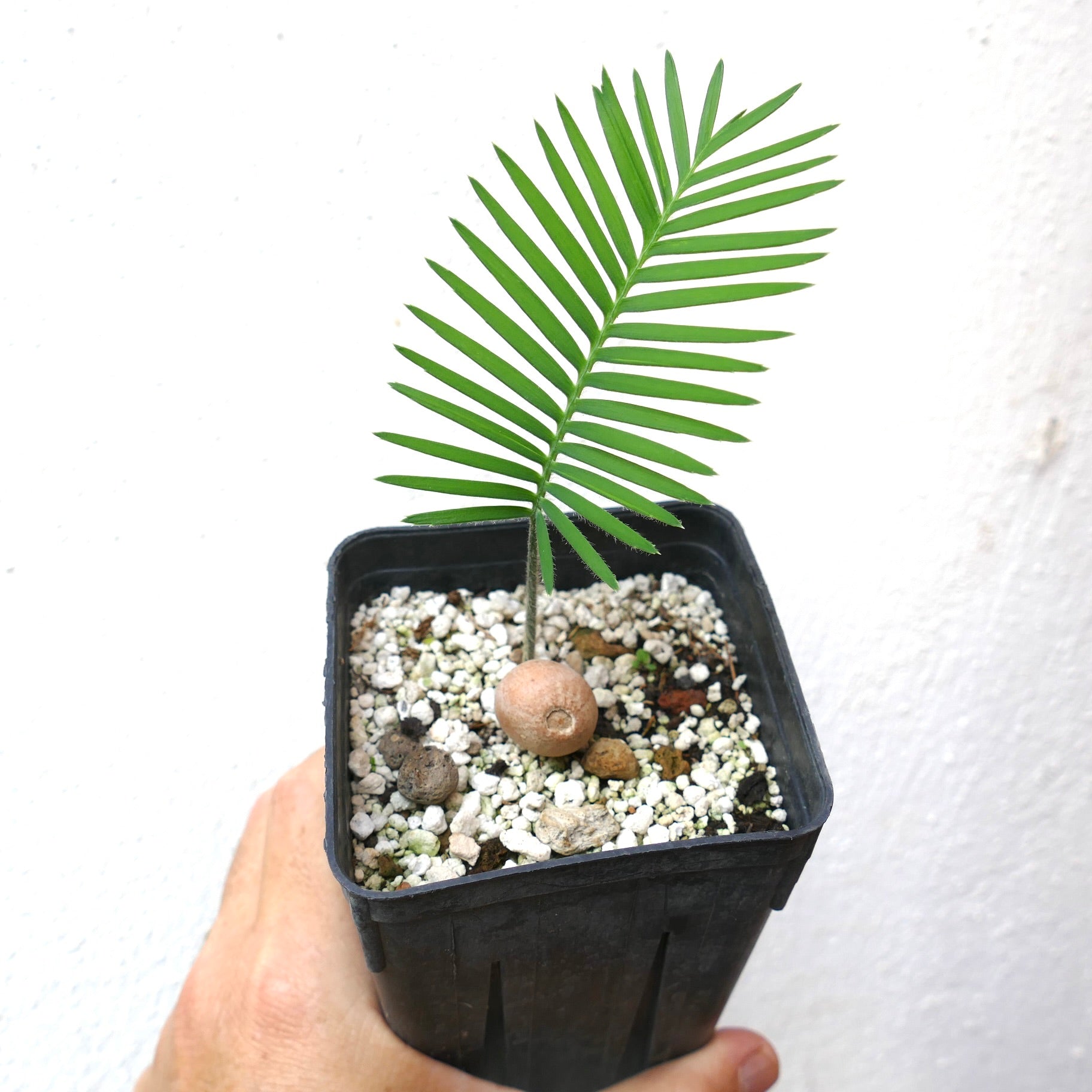 Dioon edule young palm with single green frond and round caudex in black pot