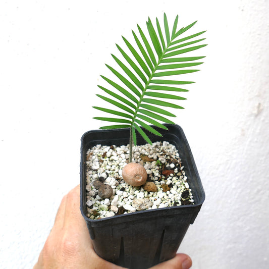 Dioon edule young palm with single green frond and round caudex in black pot