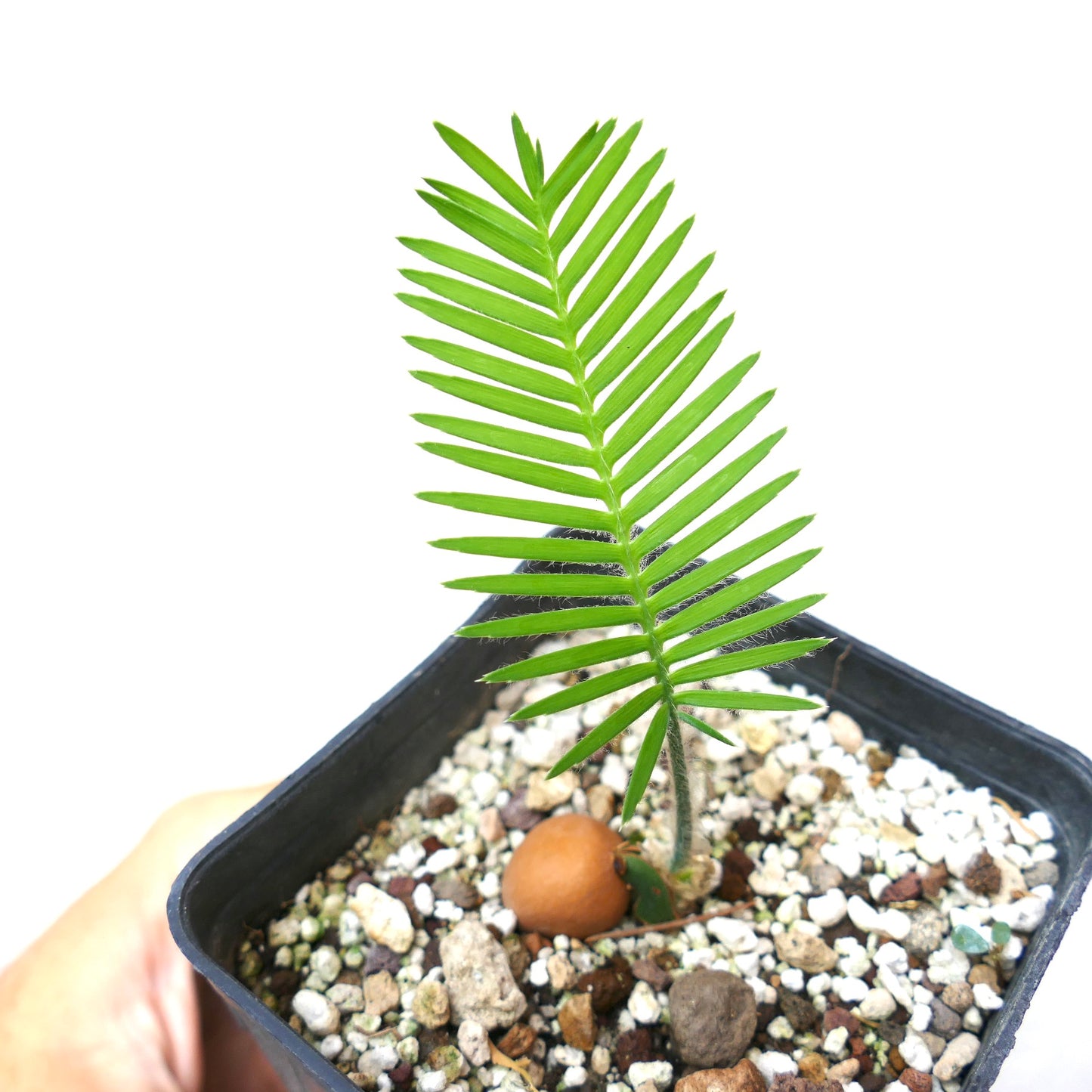 Dioon edule young seedling with bright green pinnate leaves in rocky soil pot