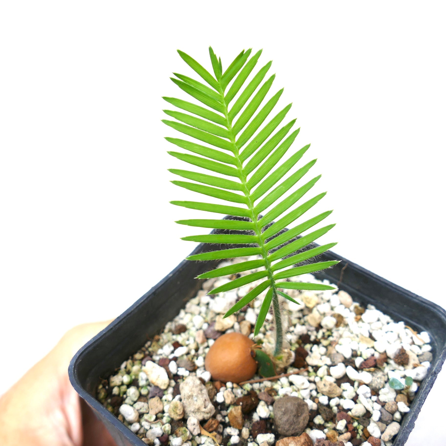Dioon edule young seedling with bright green pinnate leaves in rocky soil pot
