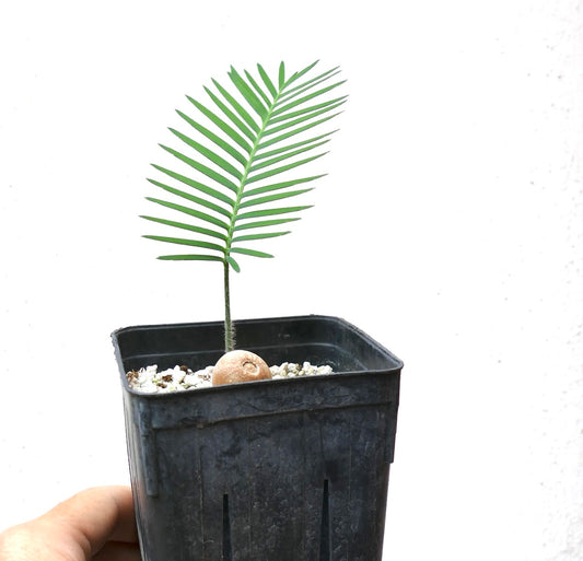 Dioon edule young palm with bright green pinnate leaves and round seed in black pot