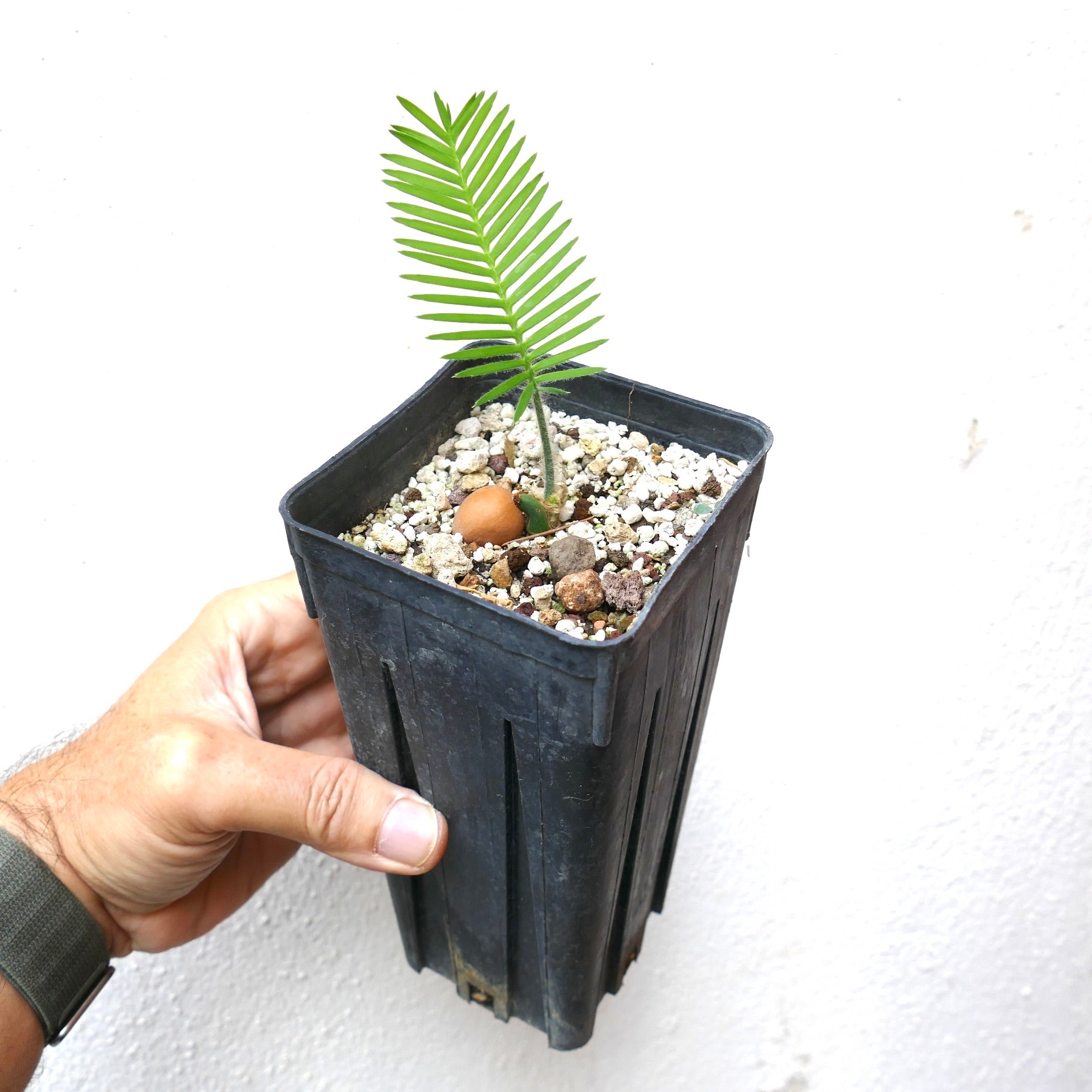Dioon edule young seedling with bright green pinnate leaves in black nursery pot