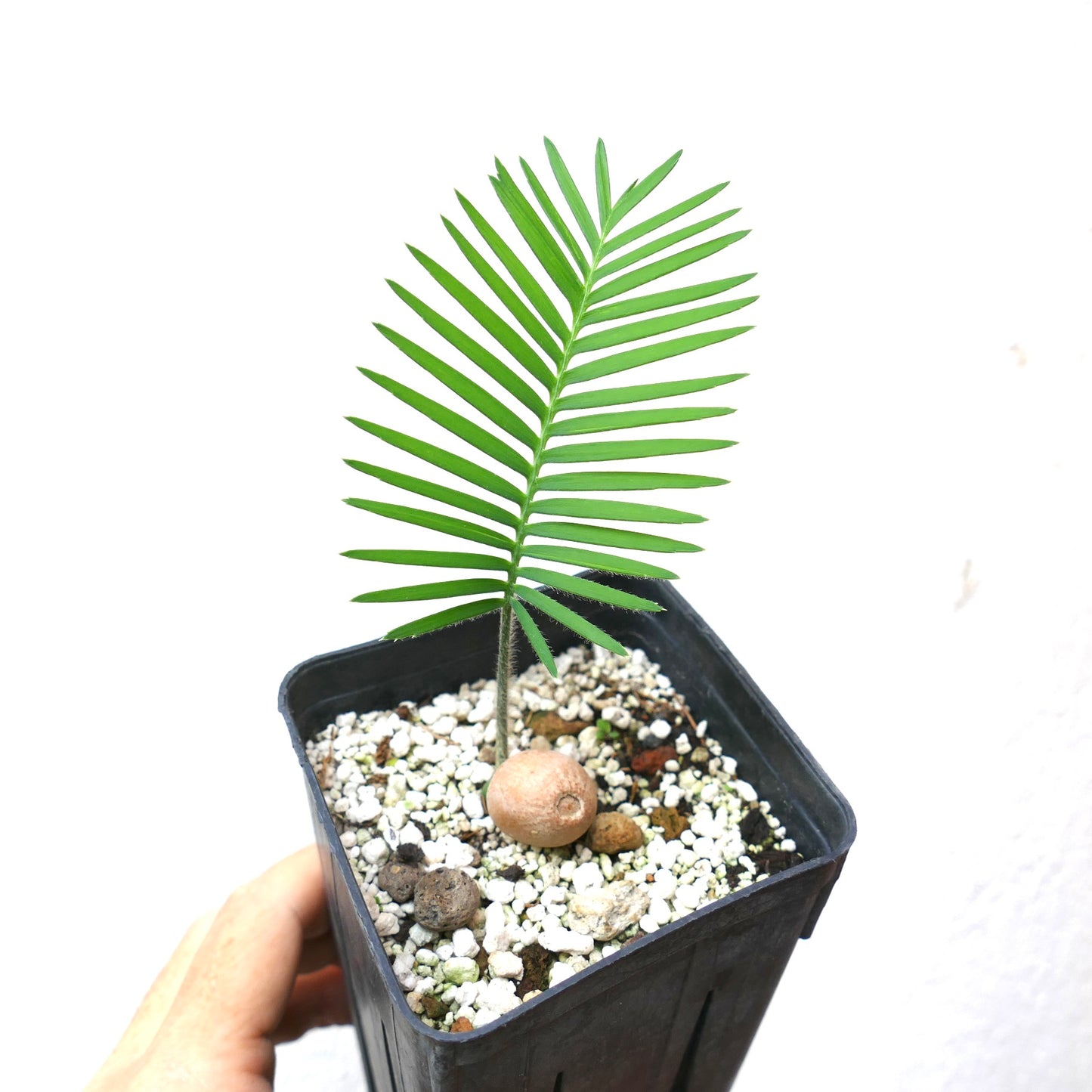 Dioon edule young palm with bright green leaflets and round caudex in black pot