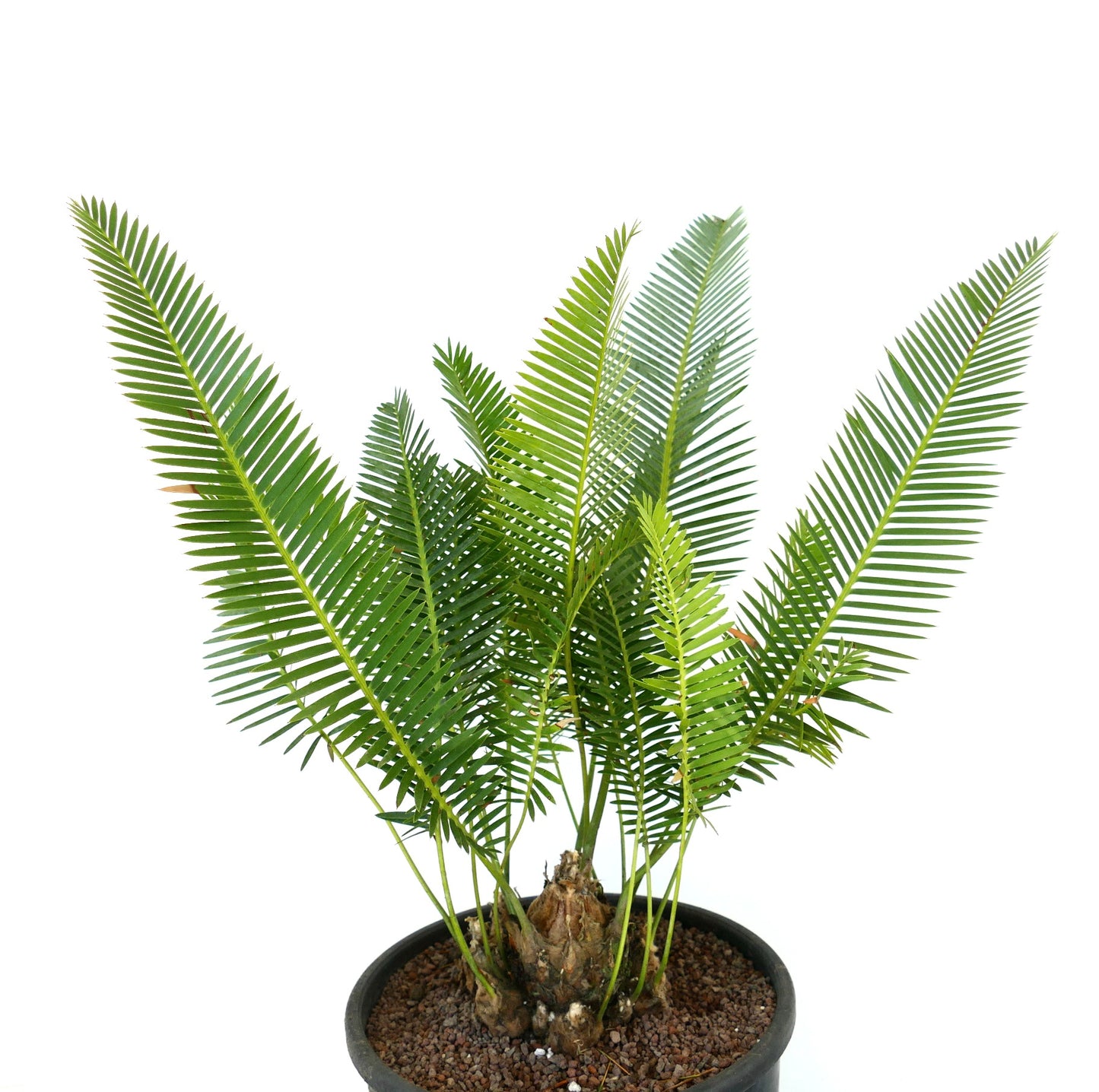 Dioon edule palm with bright green pinnate leaves and thick textured trunk in pot
