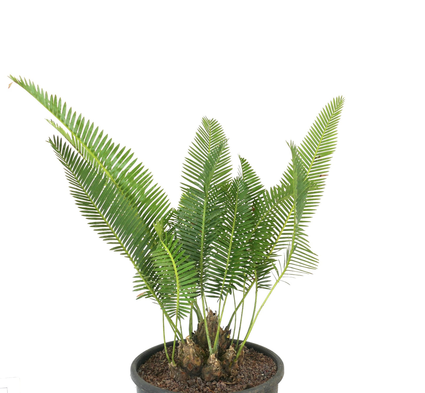 Dioon edule pinnate green leaves with thick woody base in black pot specimen plant